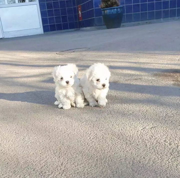 Regalo Bellissimi cuccioli maltesi disponibili subito per ladozione
