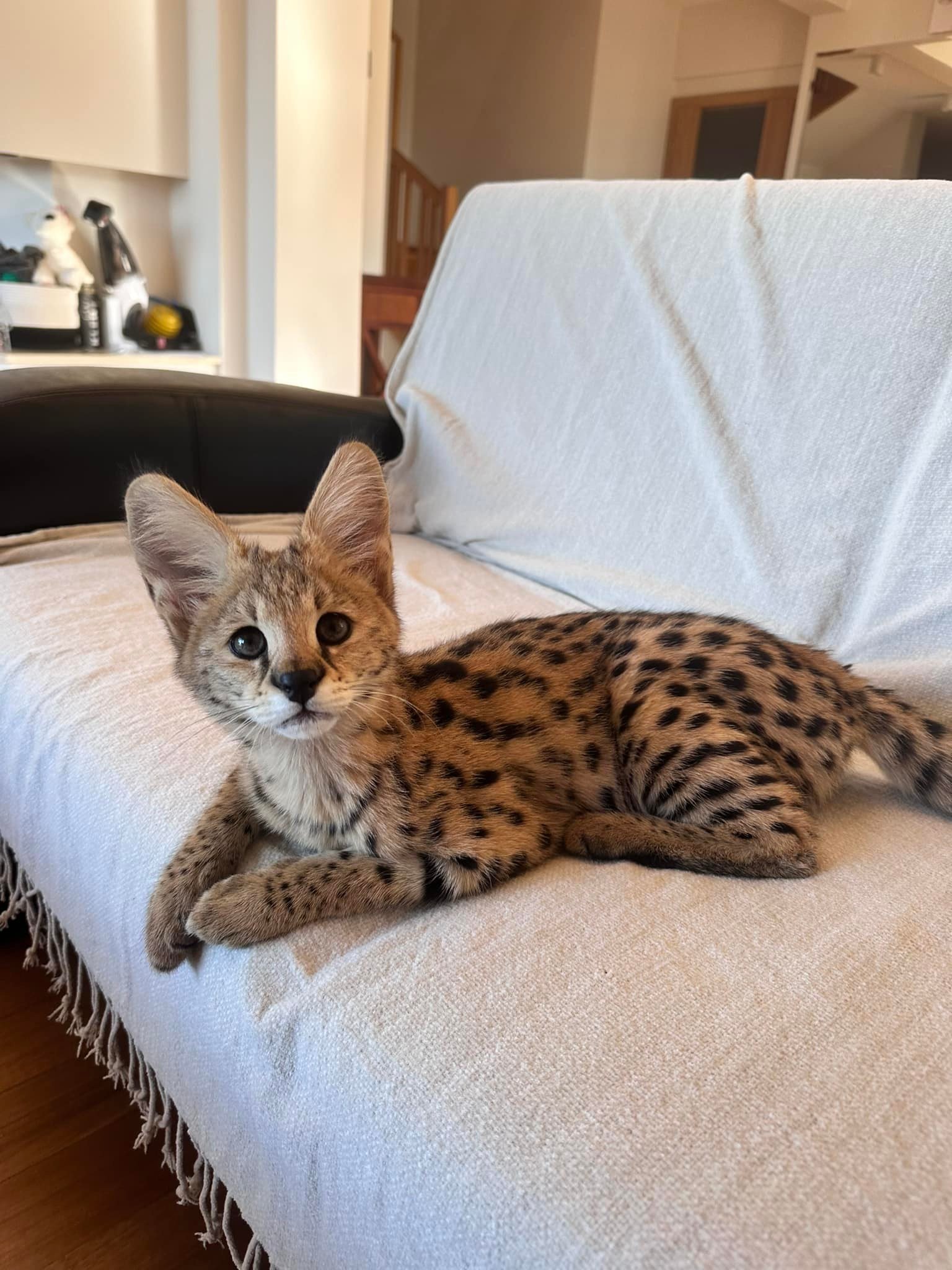 African Serval Kittens