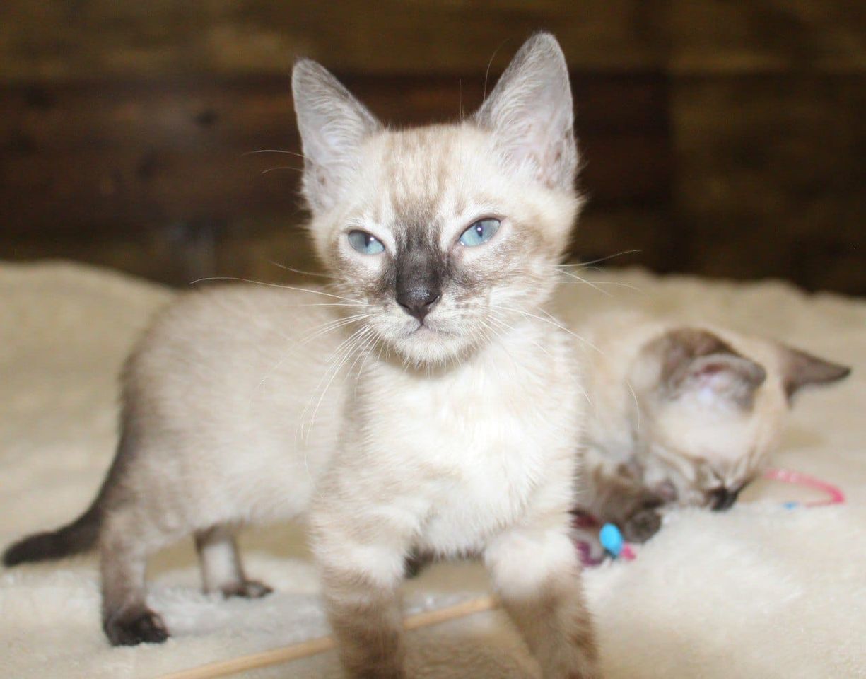 Snow/Charcoal/Silver/Brown Bengal Kittens