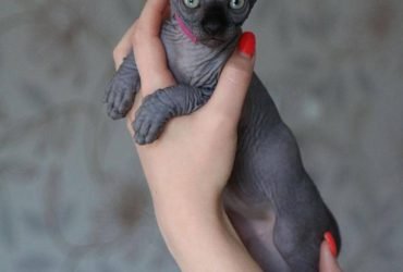 Sphynx Kittens