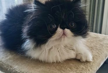 Cucciola Persiana