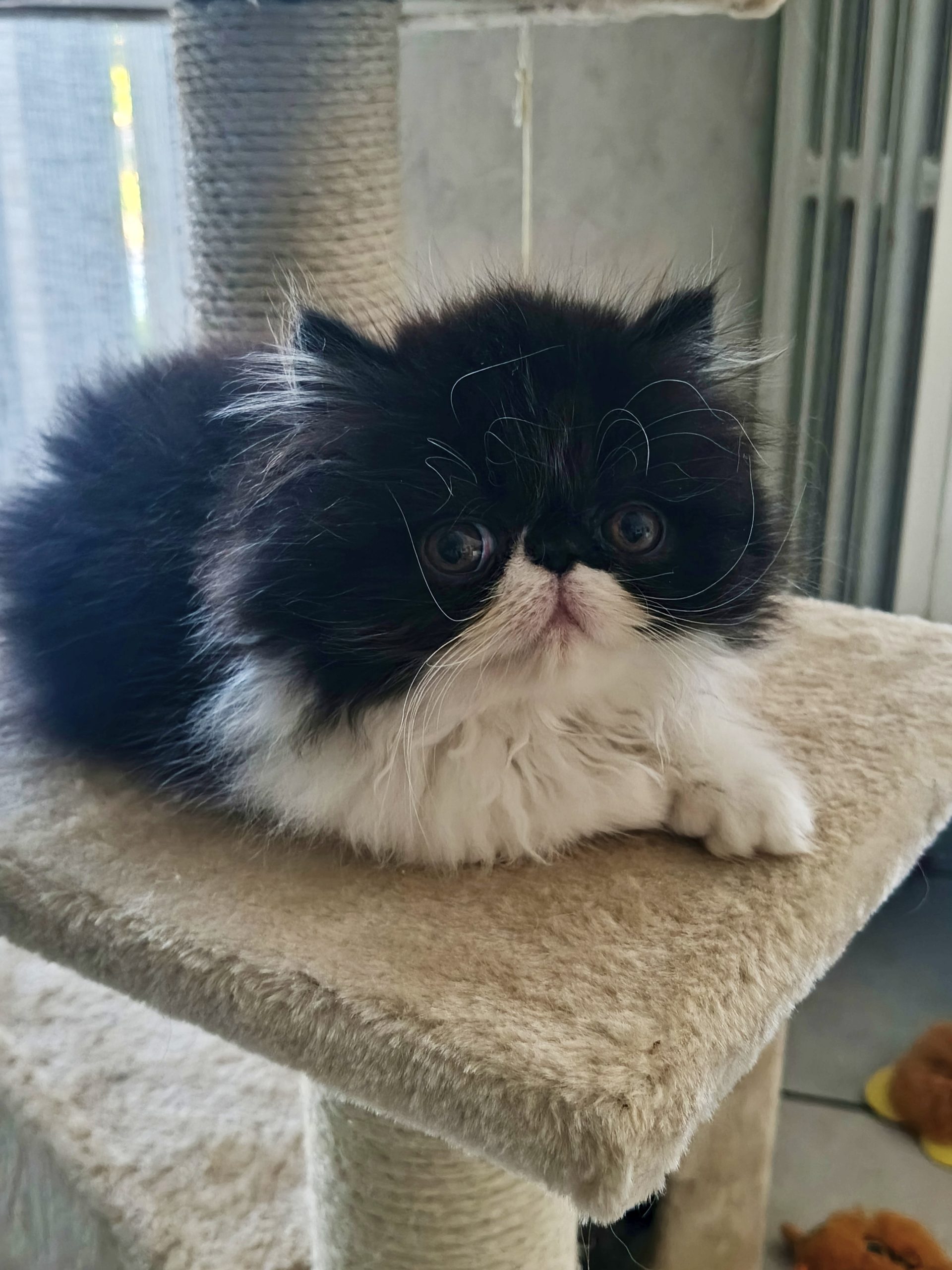 Cucciola Persiana