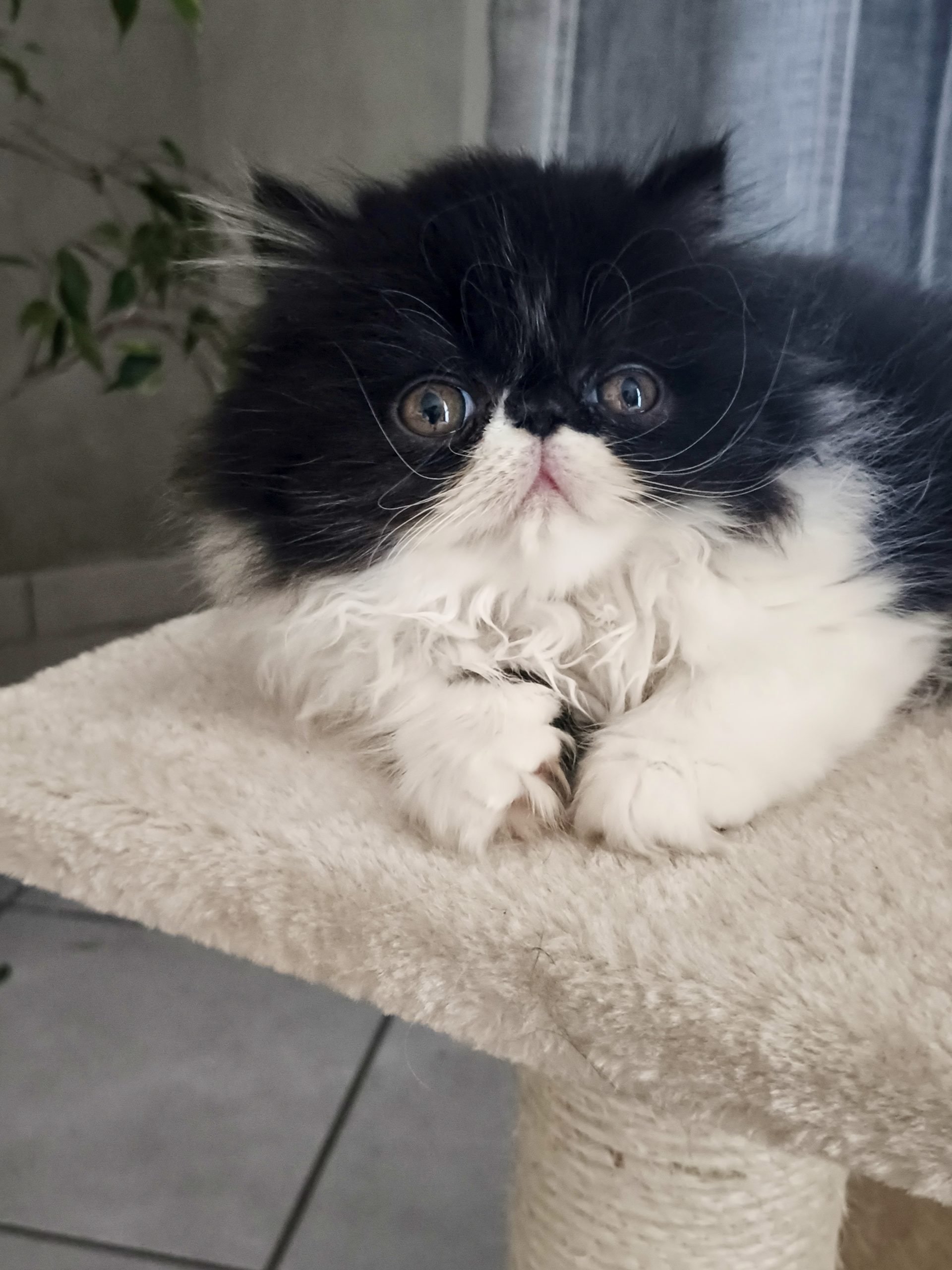 Cucciola Persiana