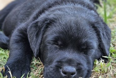 2 CUCCIOLI FEMMINA DI LABRADOR RETRIEVER NERI CON PEDIGREE