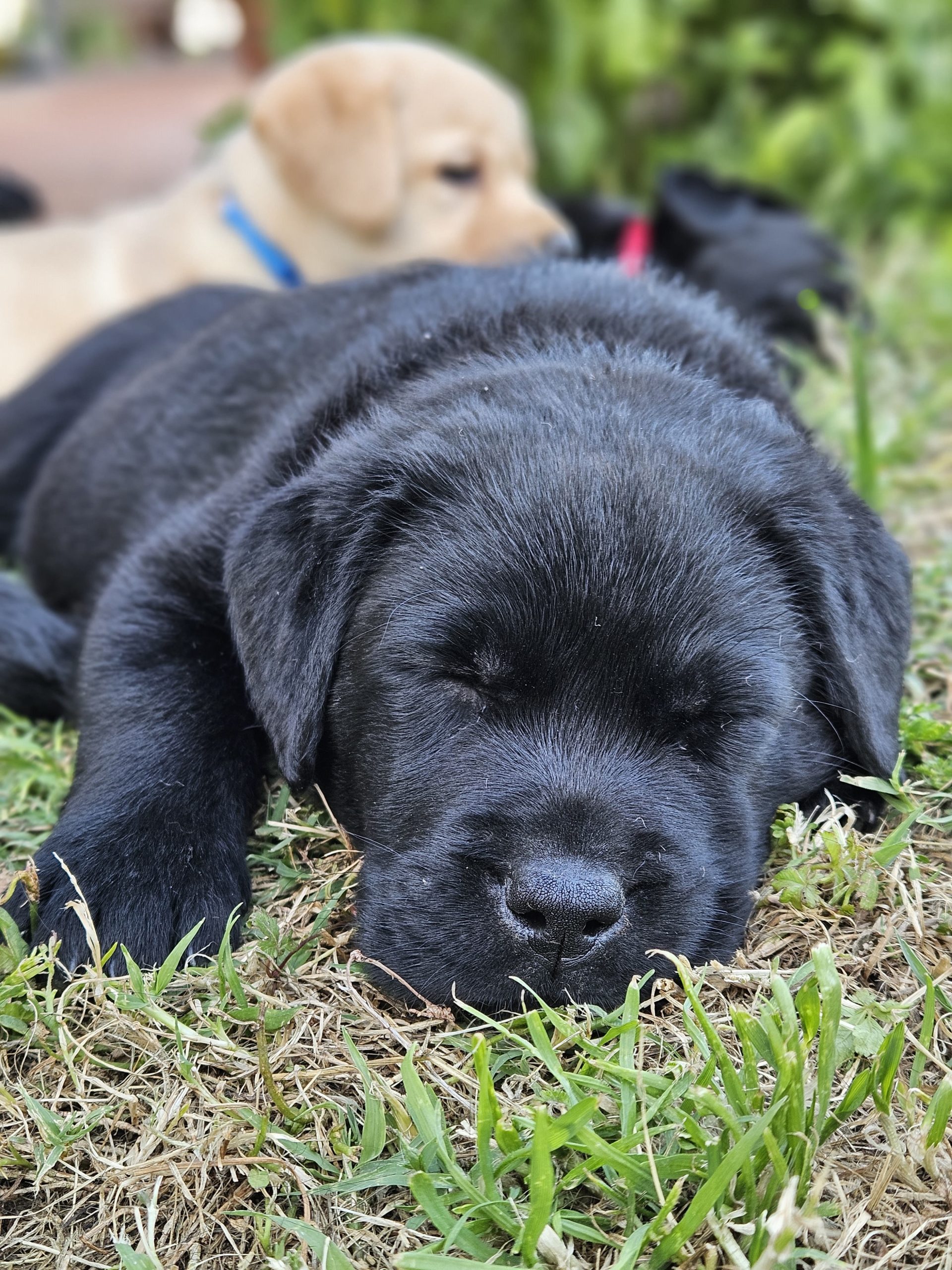 2 CUCCIOLI FEMMINA DI LABRADOR RETRIEVER NERI CON PEDIGREE