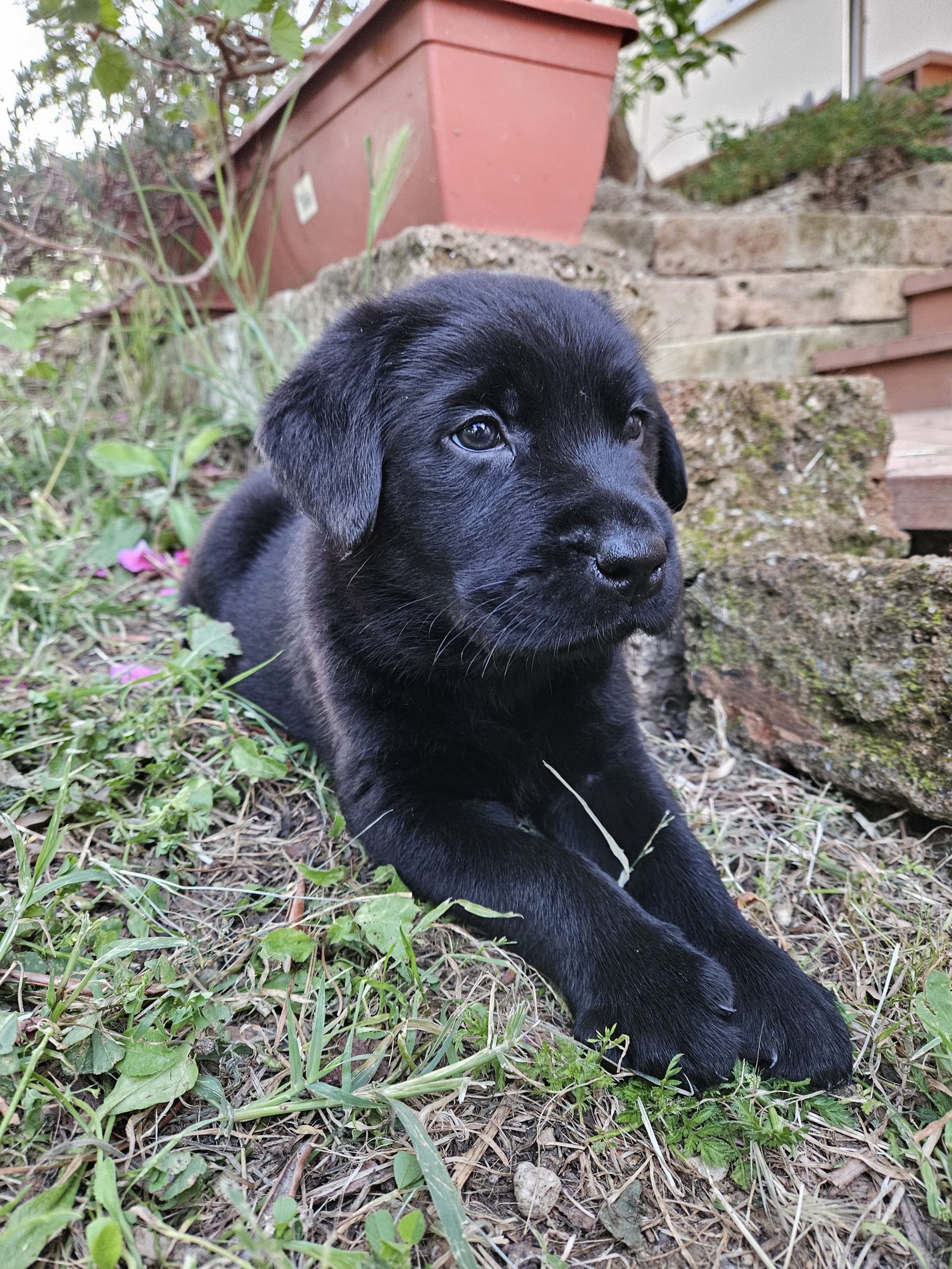 2 CUCCIOLI FEMMINA DI LABRADOR RETRIEVER NERI CON PEDIGREE