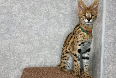 gattini di savana, serval e caracal