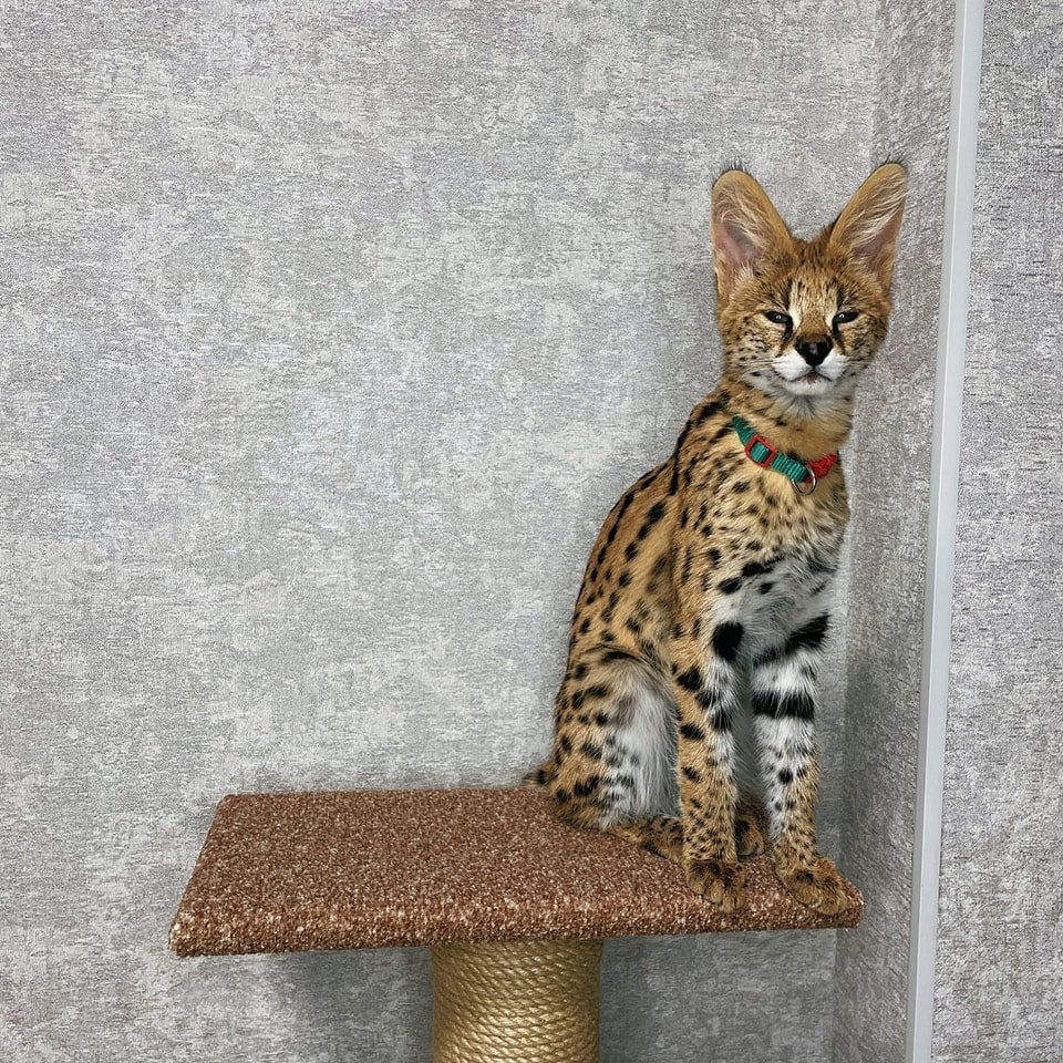 gattini di savana, serval e caracal