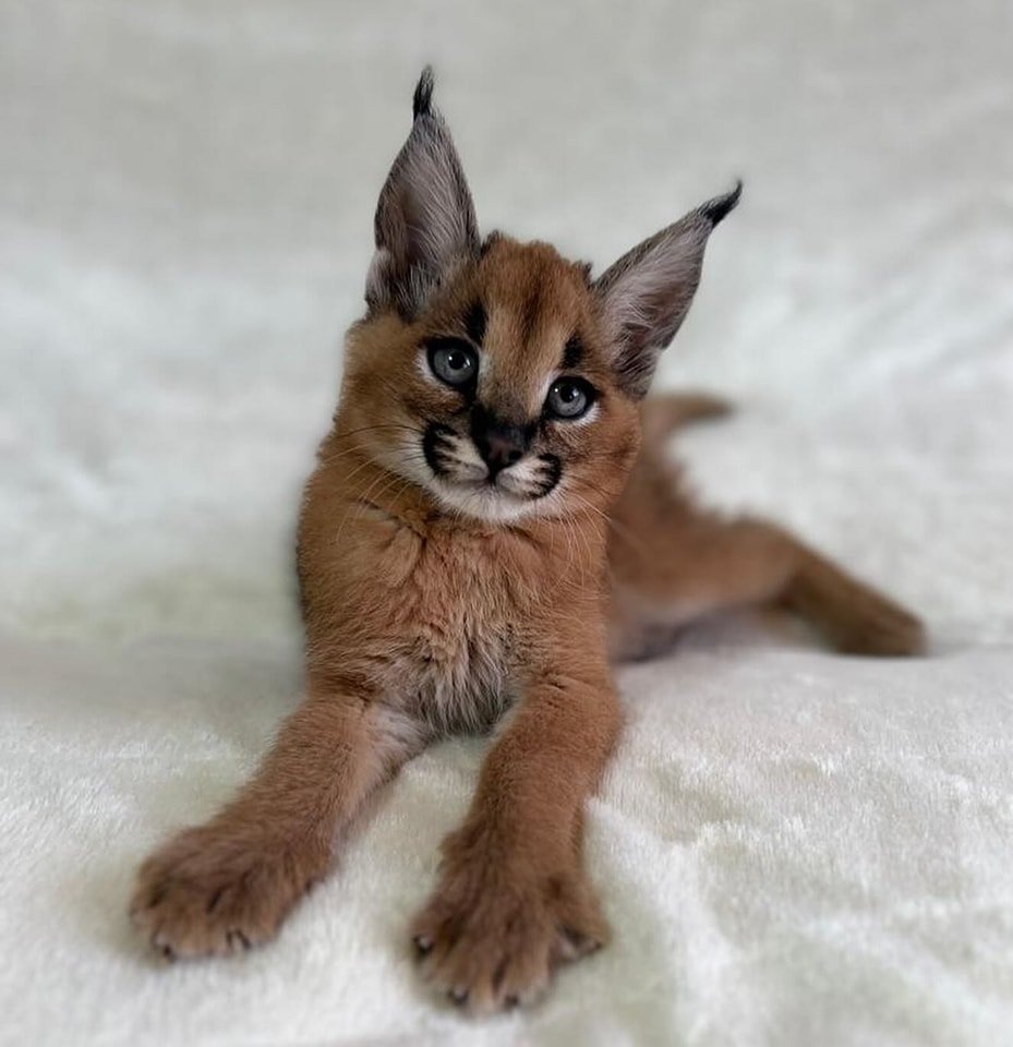 gattini di savana, serval e caracal