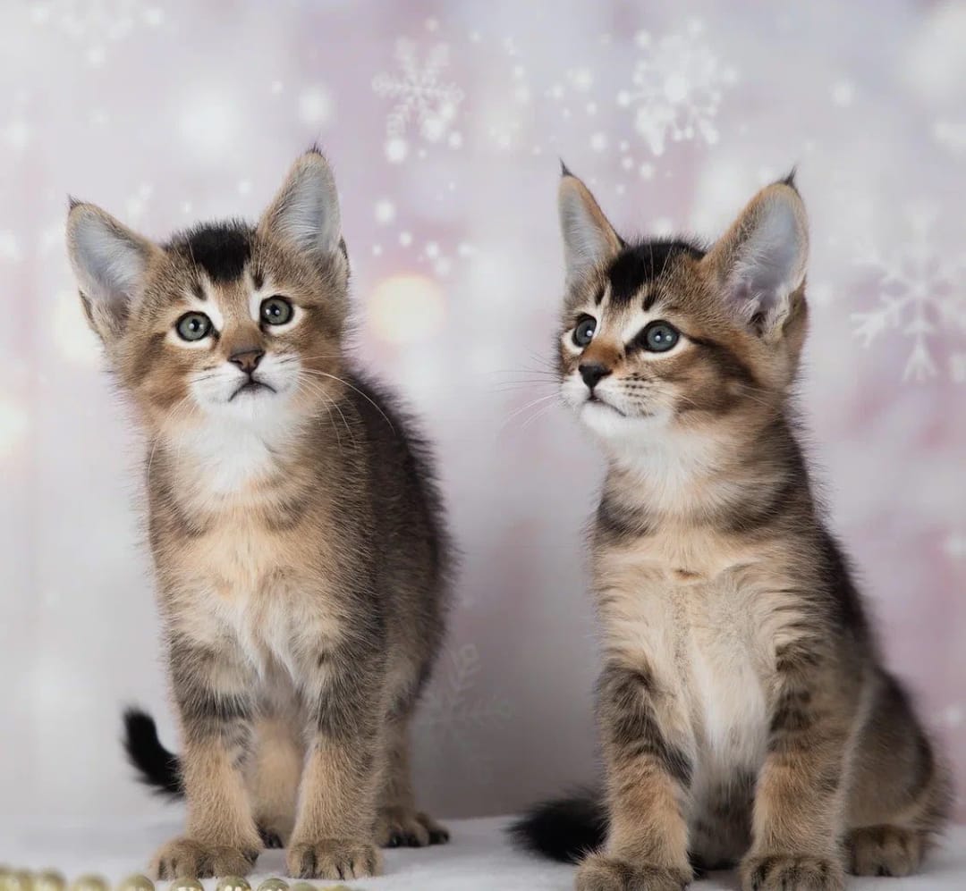 Gattini Caracat e Savannah