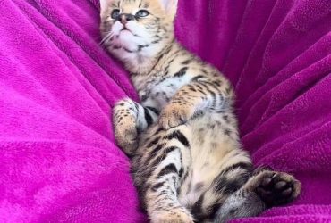 Gattini Caracat e Savannah