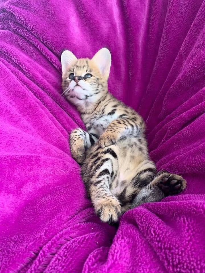 Gattini Caracat e Savannah