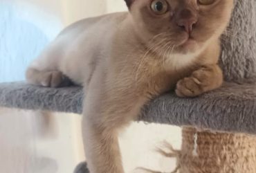 gattino Burmese color cioccolato