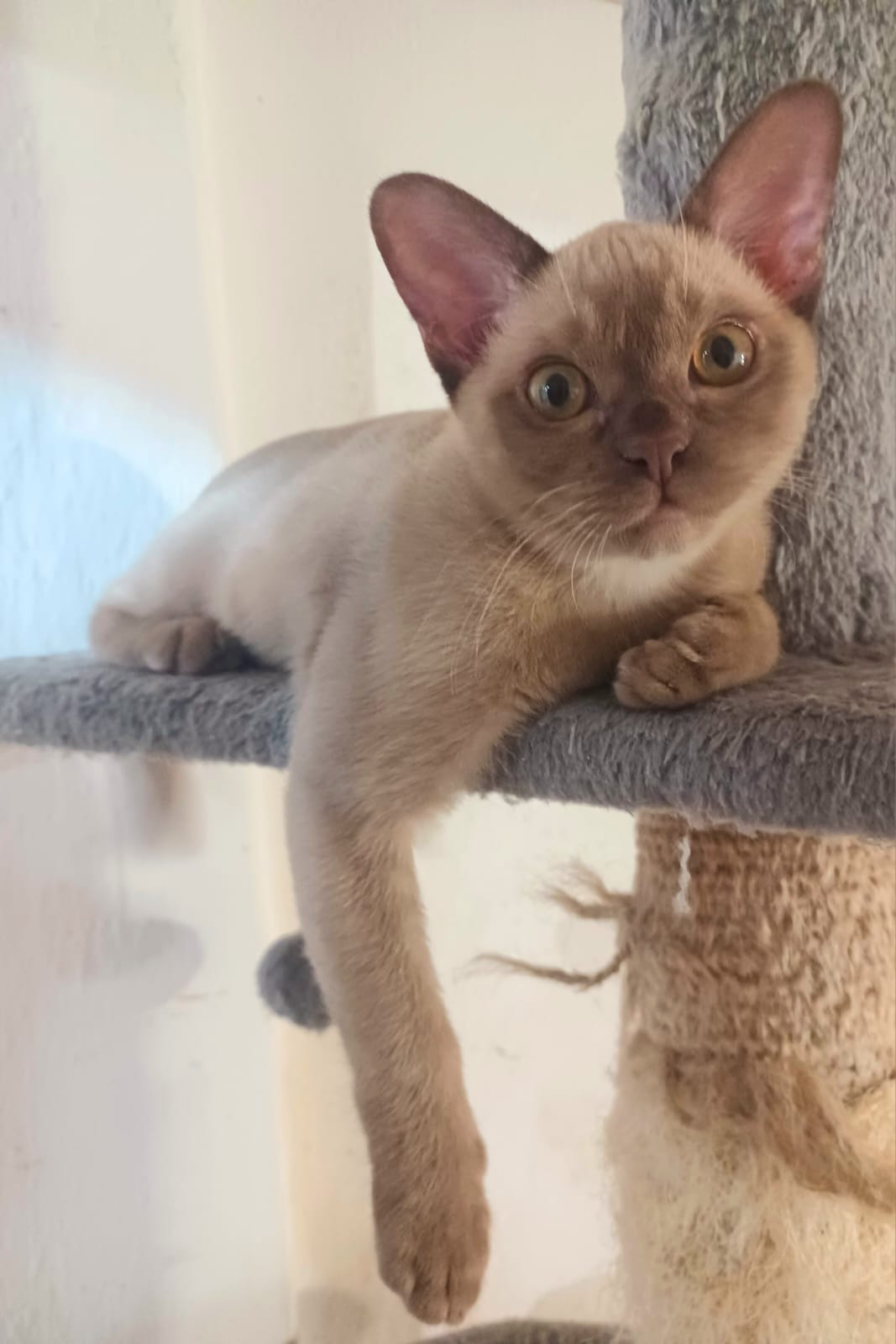 gattino Burmese color cioccolato