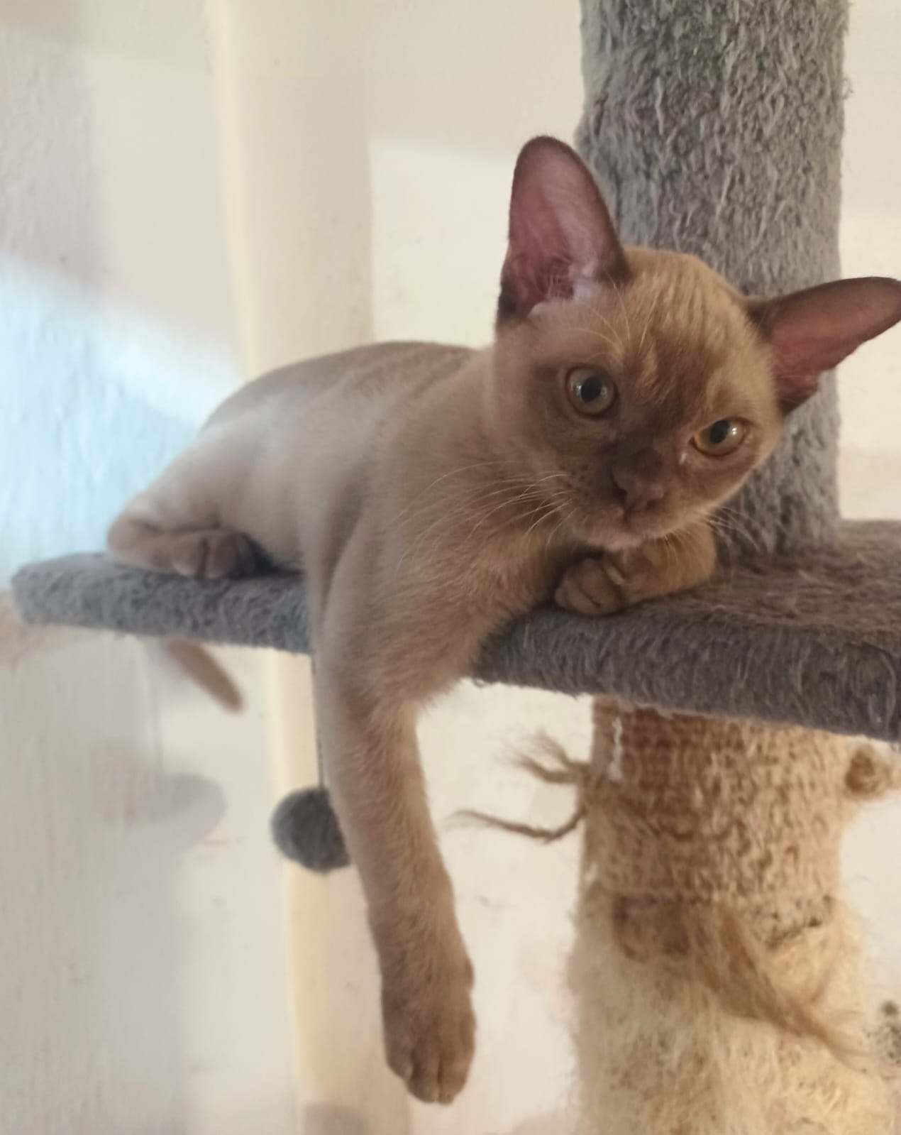gattino Burmese color cioccolato