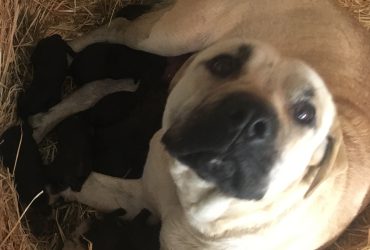 CANE CORSO TRADIZIONALE