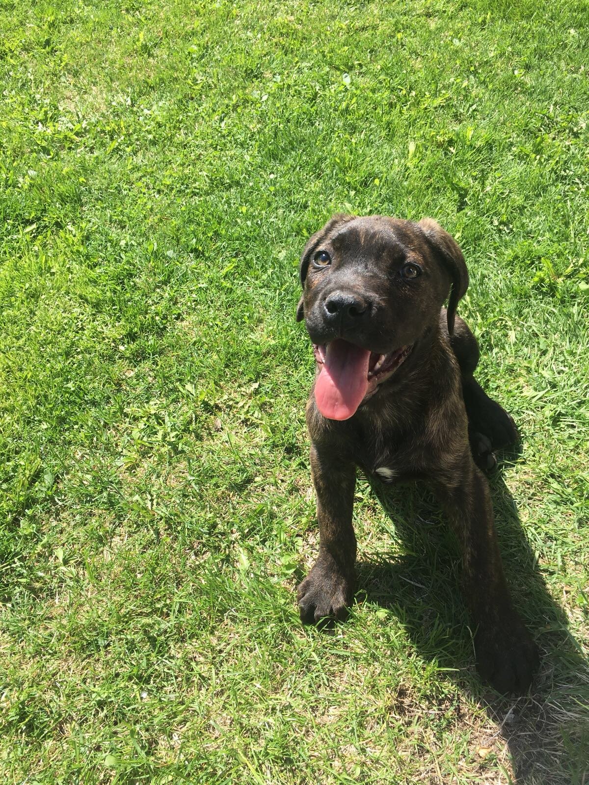 CANE CORSO TRADIZIONALE