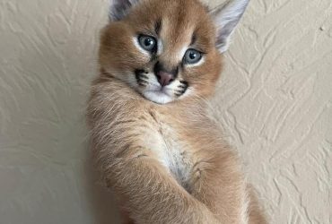 Cucciolata di gattini di serval e caracal della savannah
