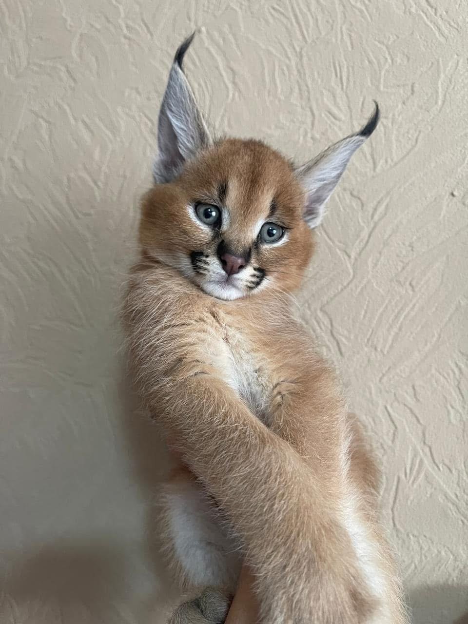 Cucciolata di gattini di serval e caracal della savannah
