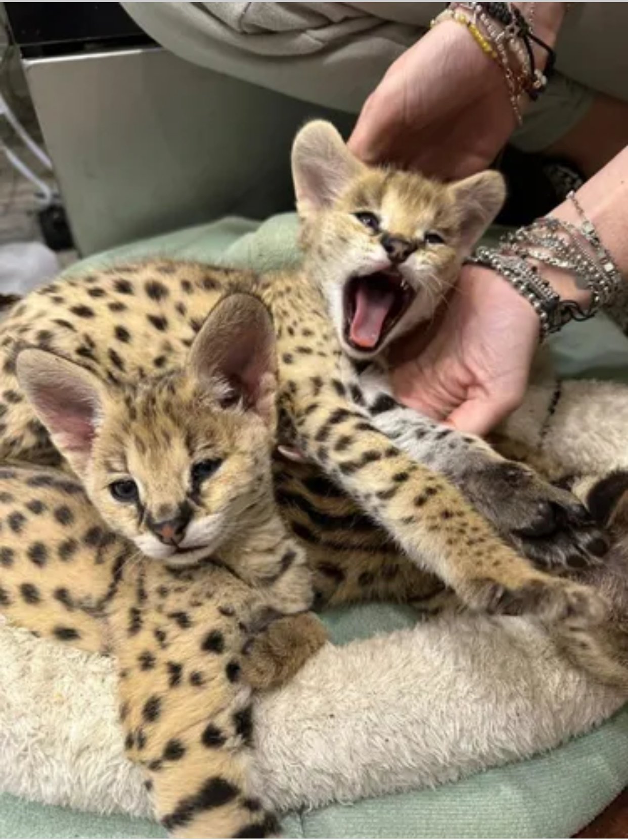 Cucciolata di gattini di serval e caracal della savannah