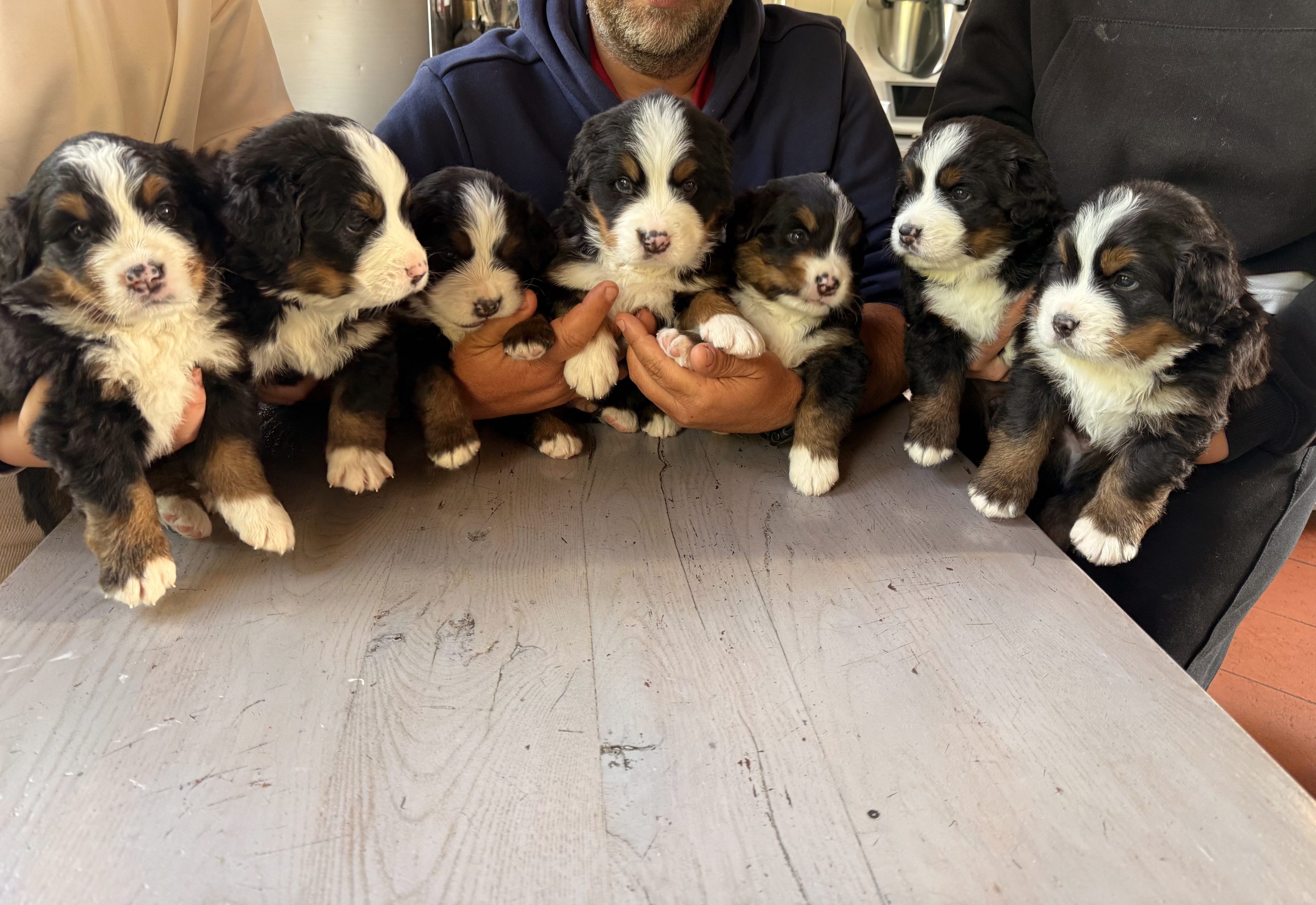 Cuccioli bovaro del Bernese