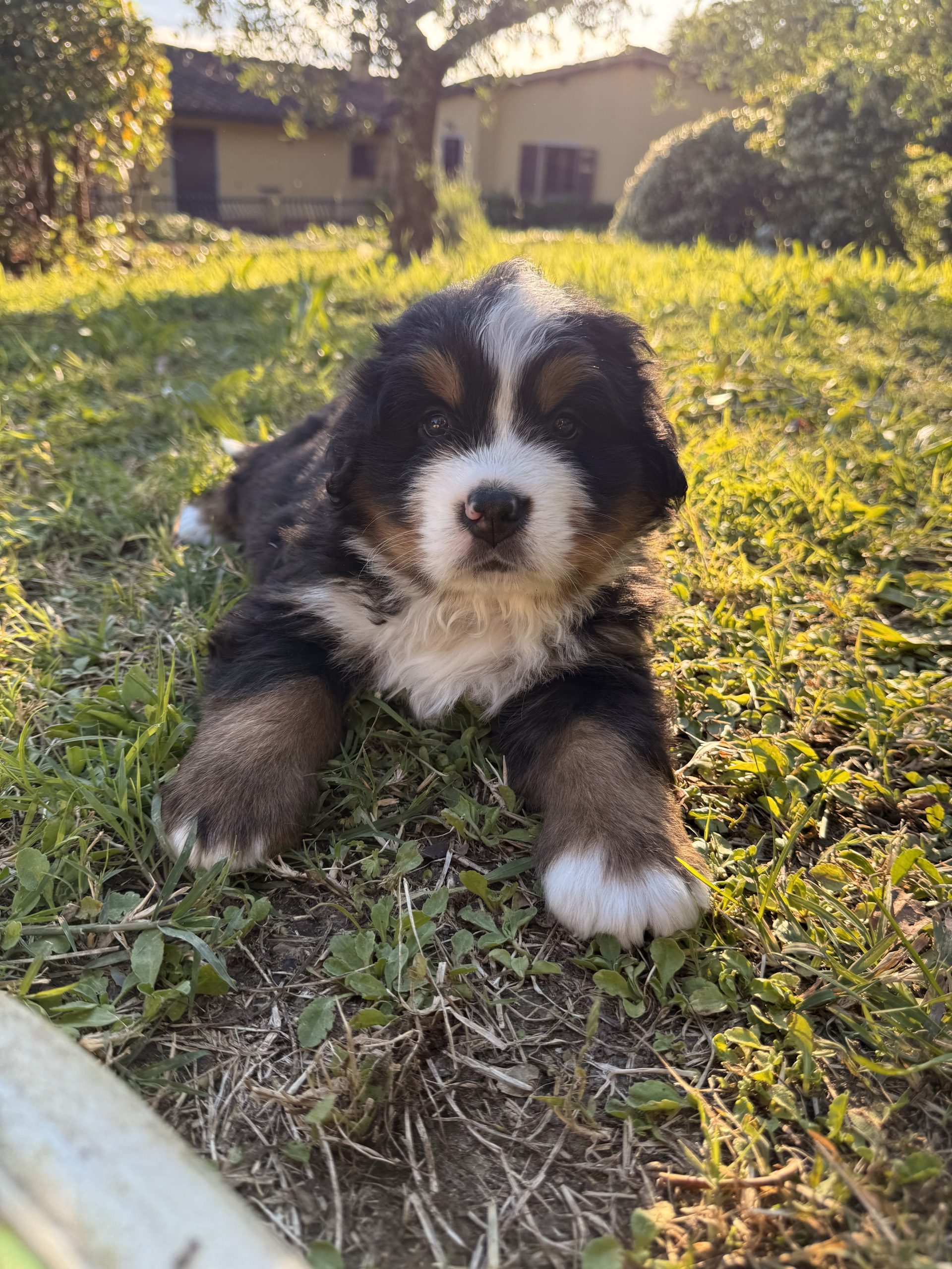 Cuccioli bovaro del Bernese