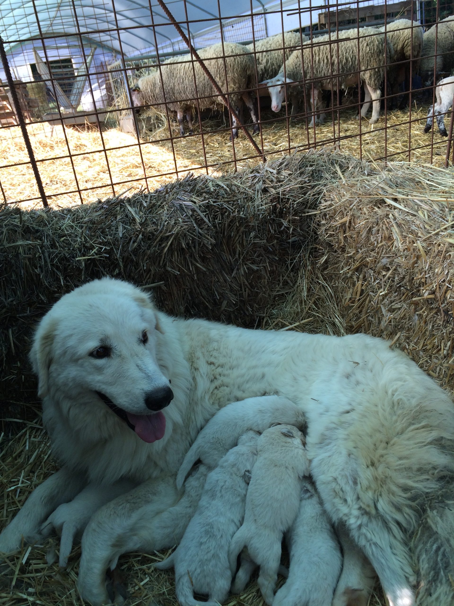 PASTORE MAREMMANO ABRUZZESE