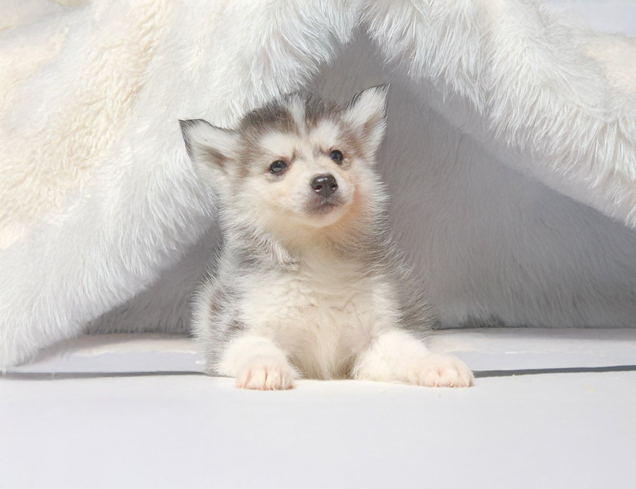 Cucciolo Maschio di Siberian Husky – 4 Mesi