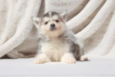 Cucciolo Maschio di Siberian Husky – 4 Mesi