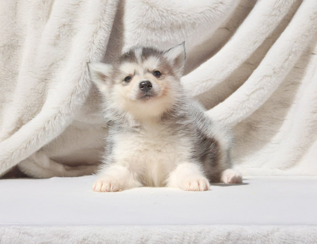 Cucciolo Maschio di Siberian Husky – 4 Mesi