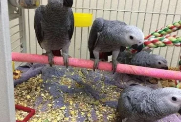 Pappagalli cenerini disponibili per la vendita
