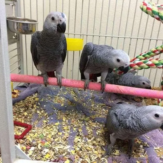 Pappagalli cenerini disponibili per la vendita