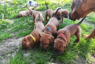 Cucciolata Tosa Inu meravigliosa!