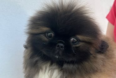 Cucciole Pechinese