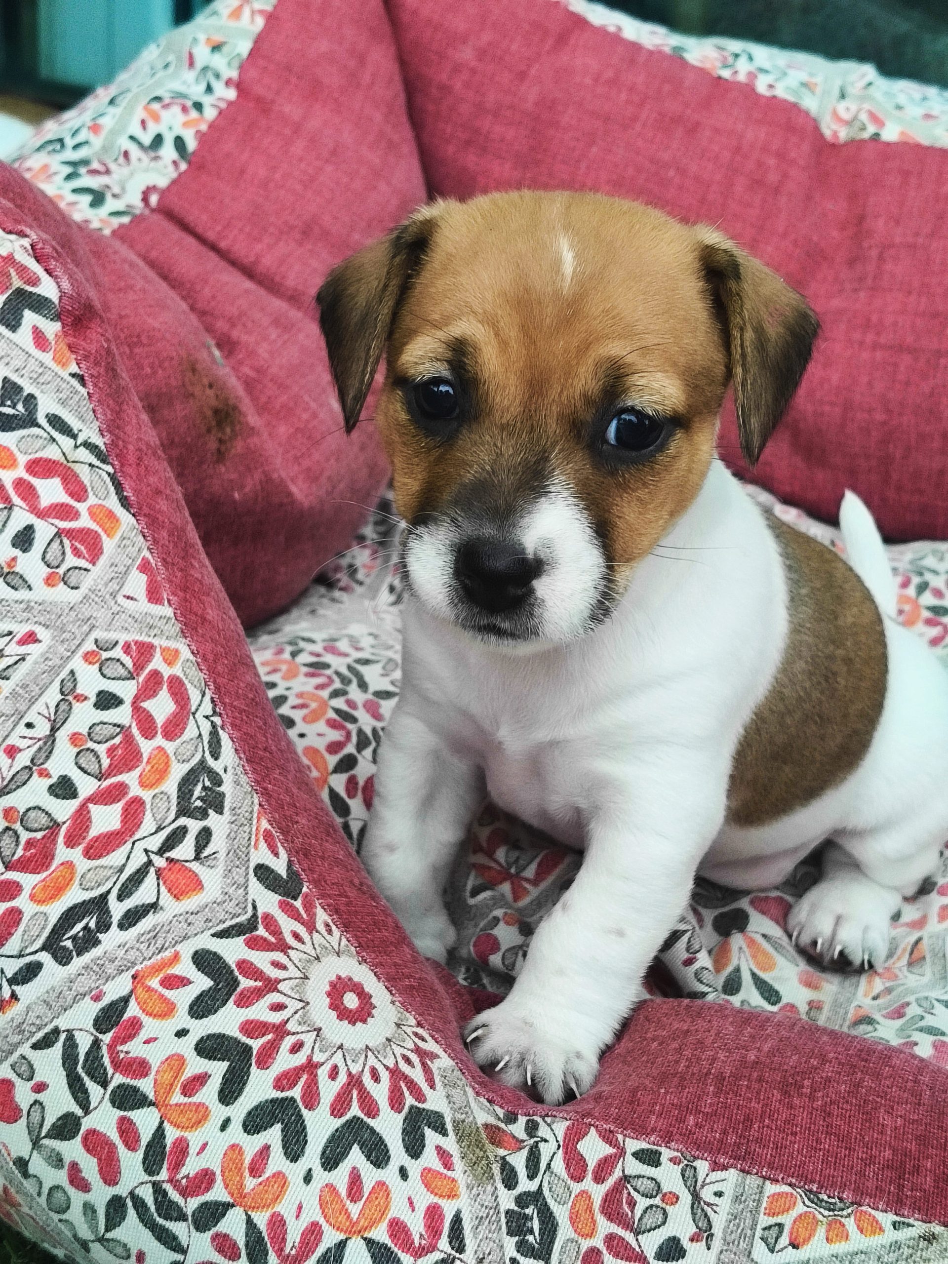 Ultima cucciola di Jack Russell con Pedigree ROI!