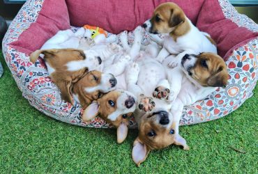 Ultima cucciola di Jack Russell con Pedigree ROI!