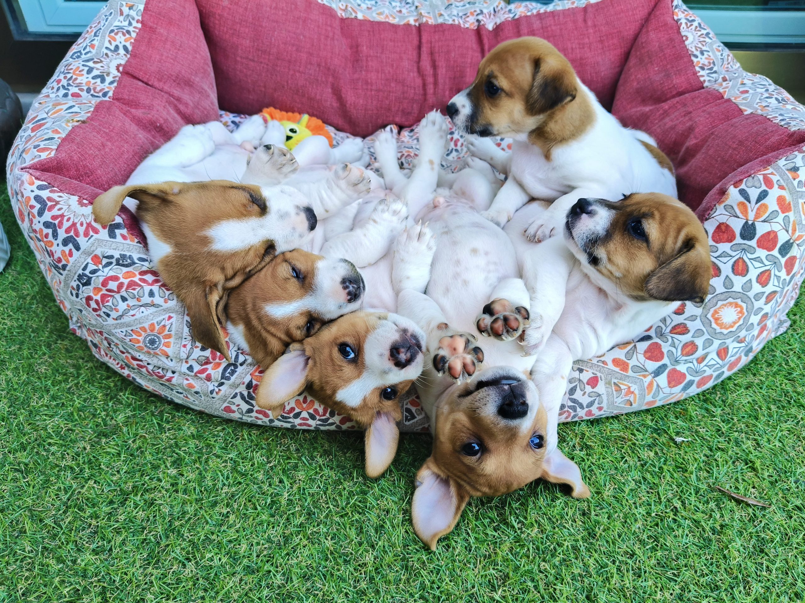 Ultima cucciola di Jack Russell con Pedigree ROI!