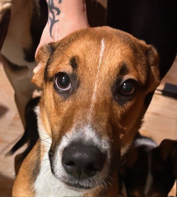 Cuccioli di 7 mesi
