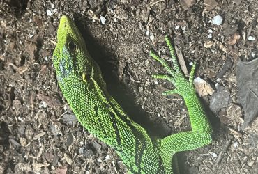 varano arboricolo smeraldino