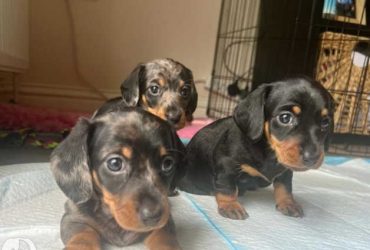 Cuccioli di Bassotto