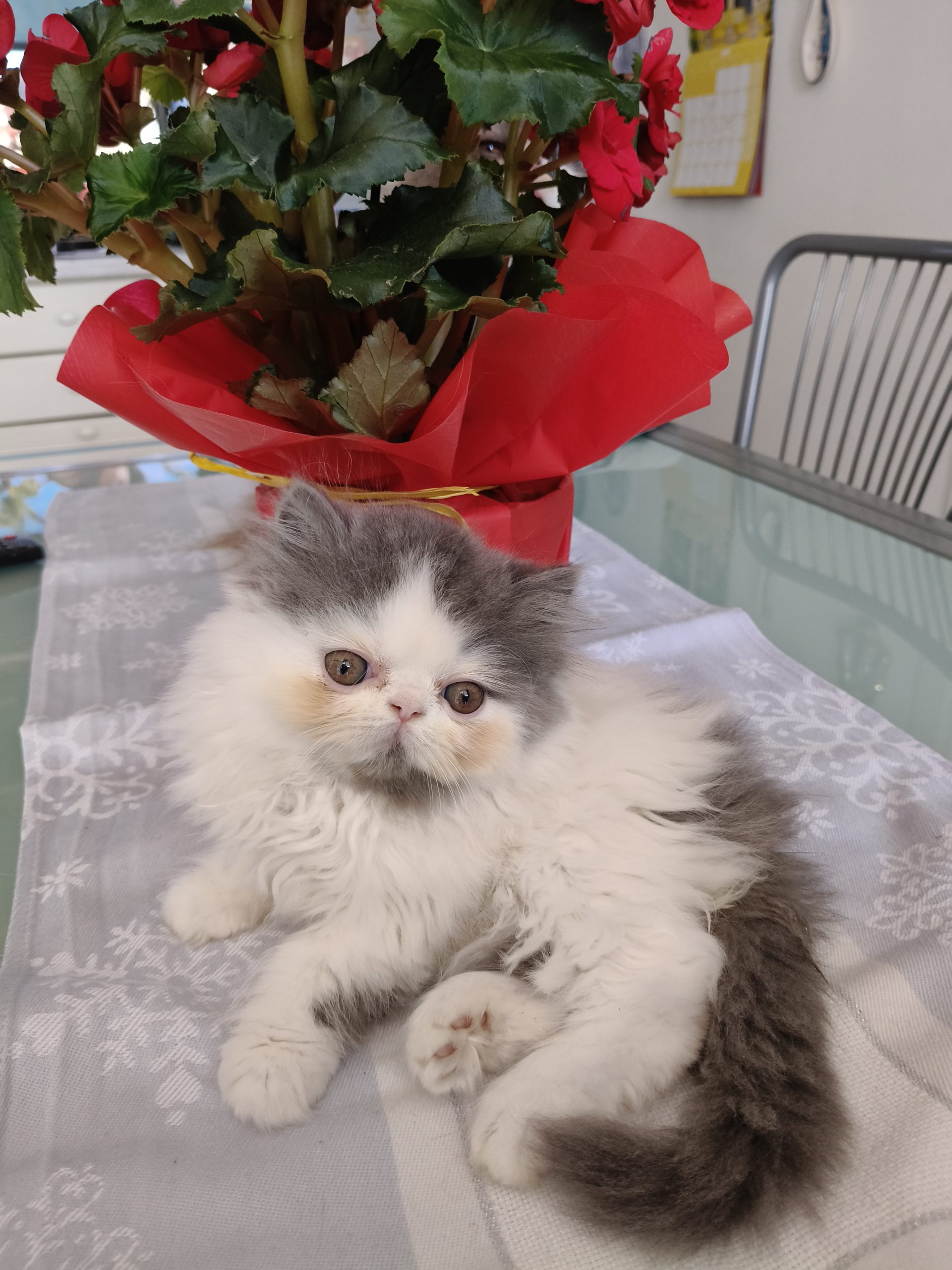Cucciola Persiana