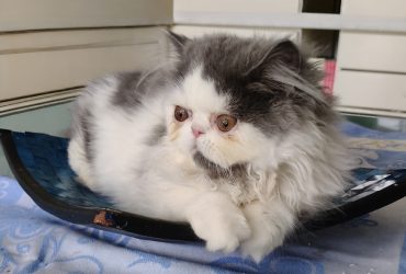 Cucciola Persiana
