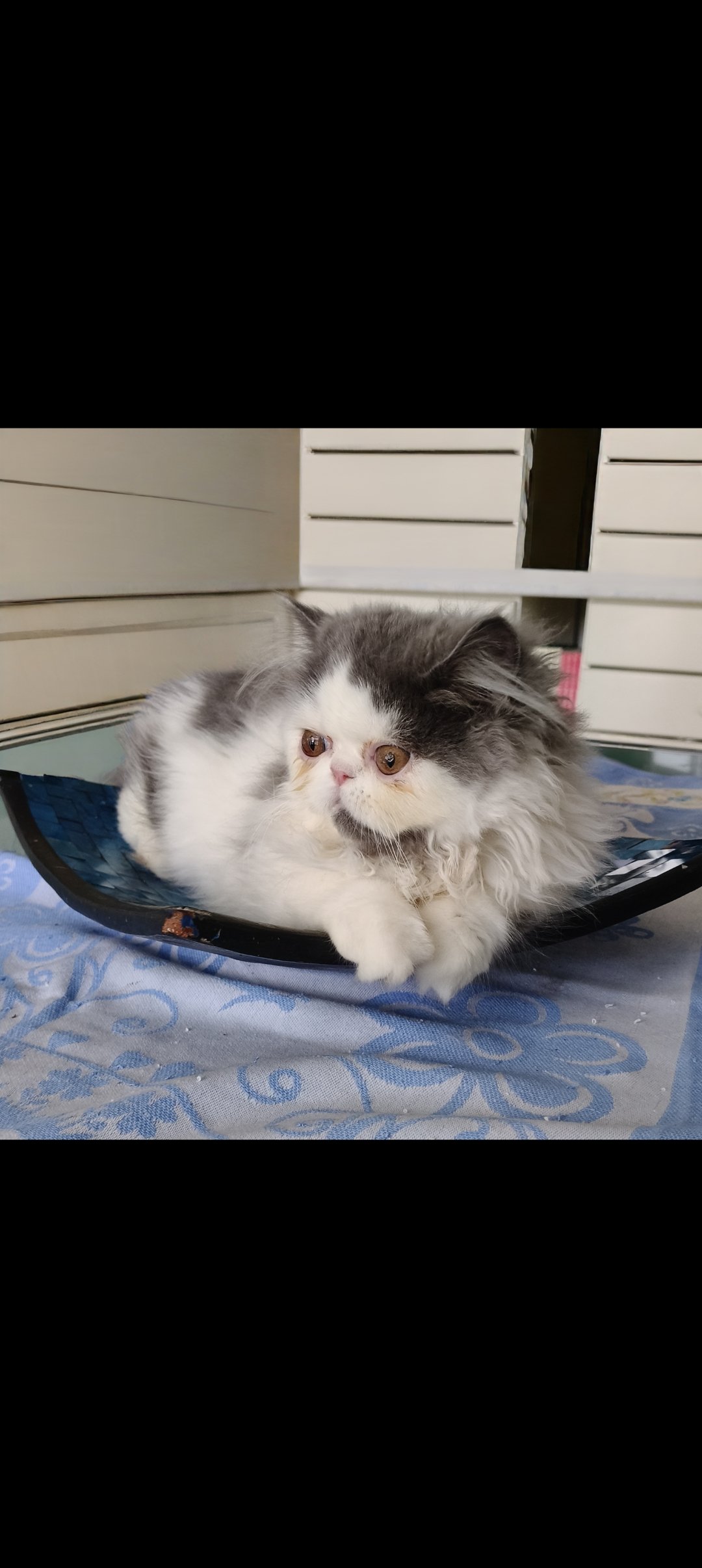 Cucciola Persiana