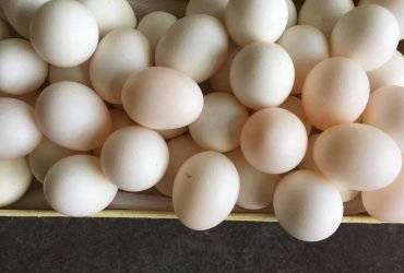 Uova fertili di pappagallo e uova di uccelli fertili in vendita
