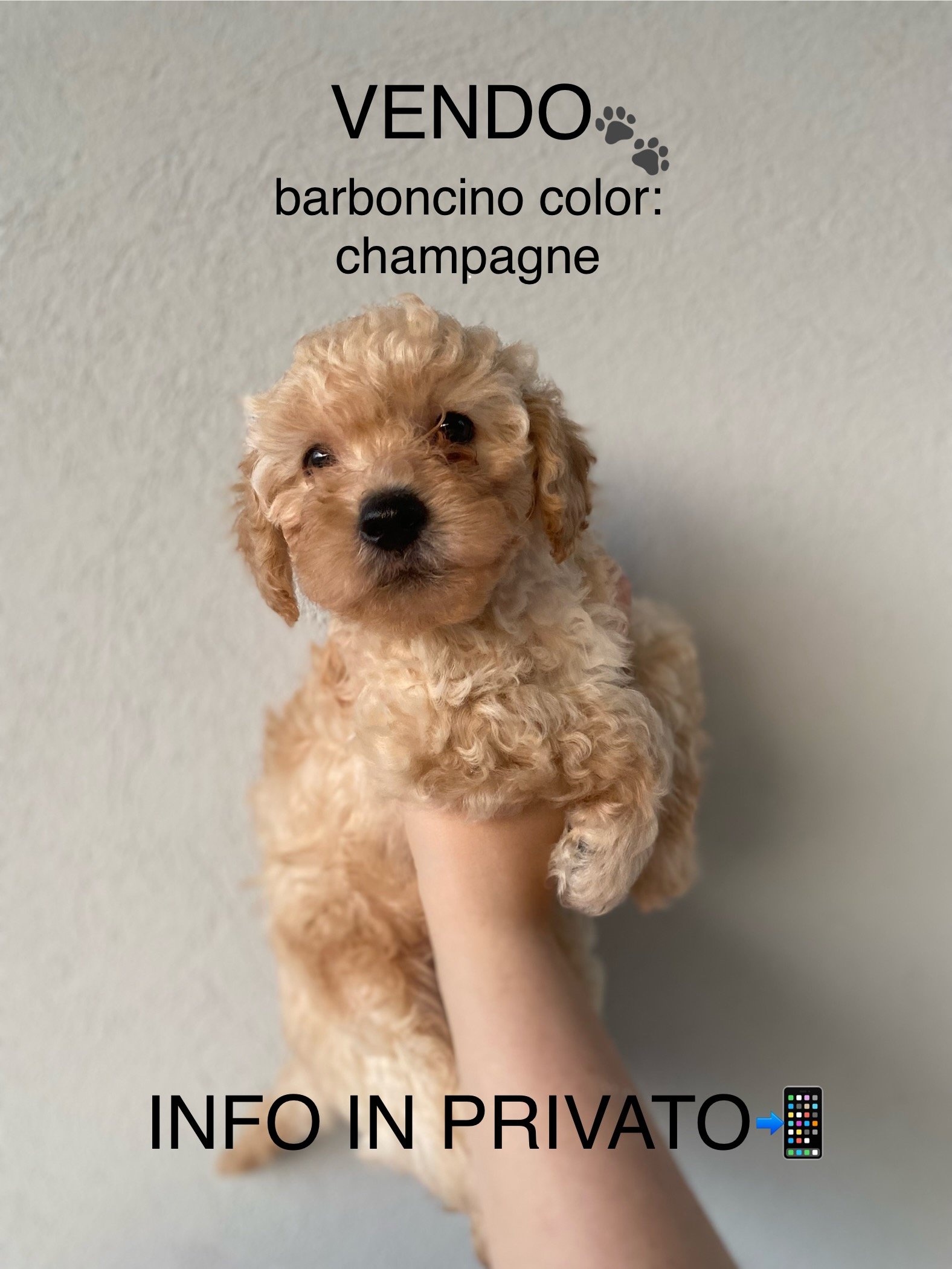 Barboncino in vendita
