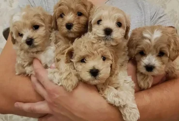 Dulces cachorros Maltipoo criados en casa.