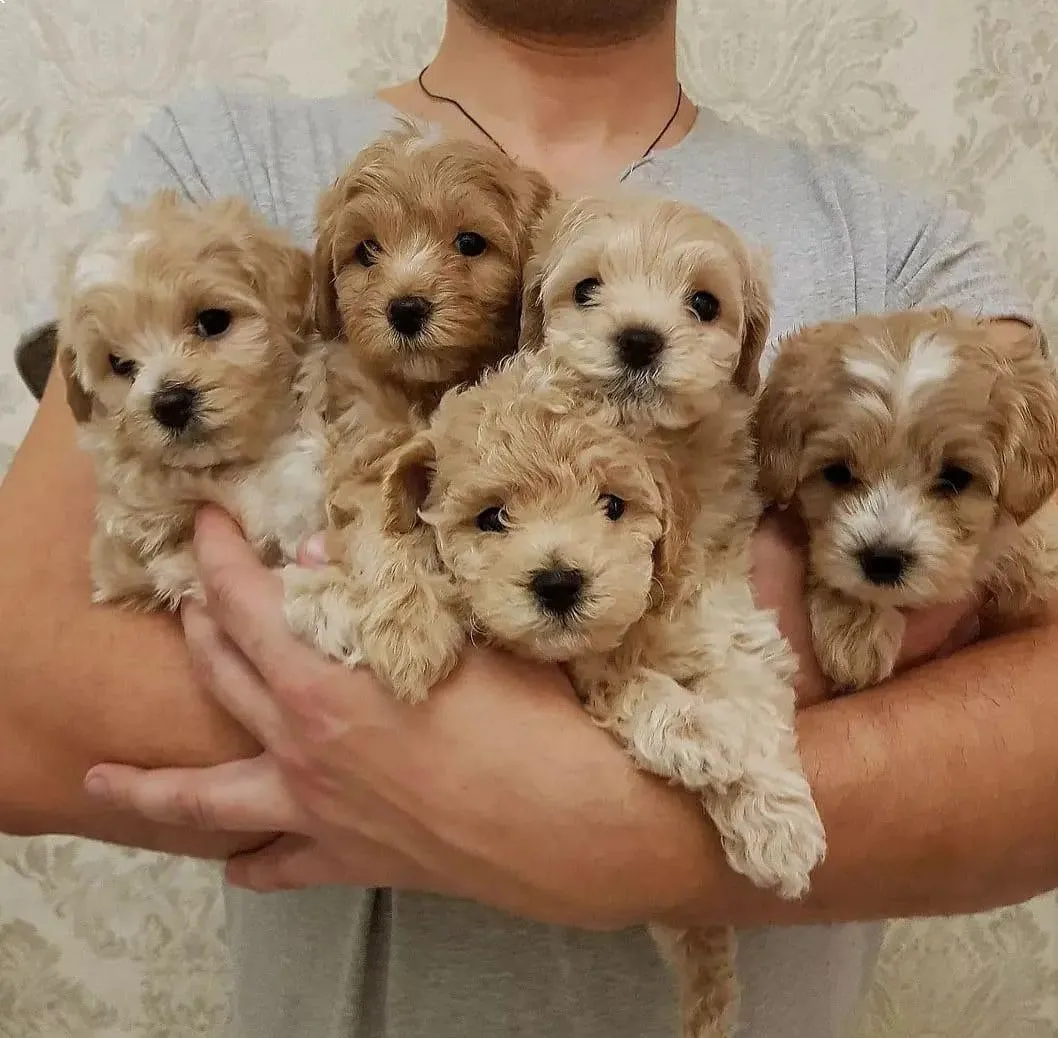 Dulces cachorros Maltipoo criados en casa.