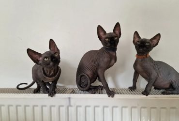 Cuccioli di Sphynx in vendita