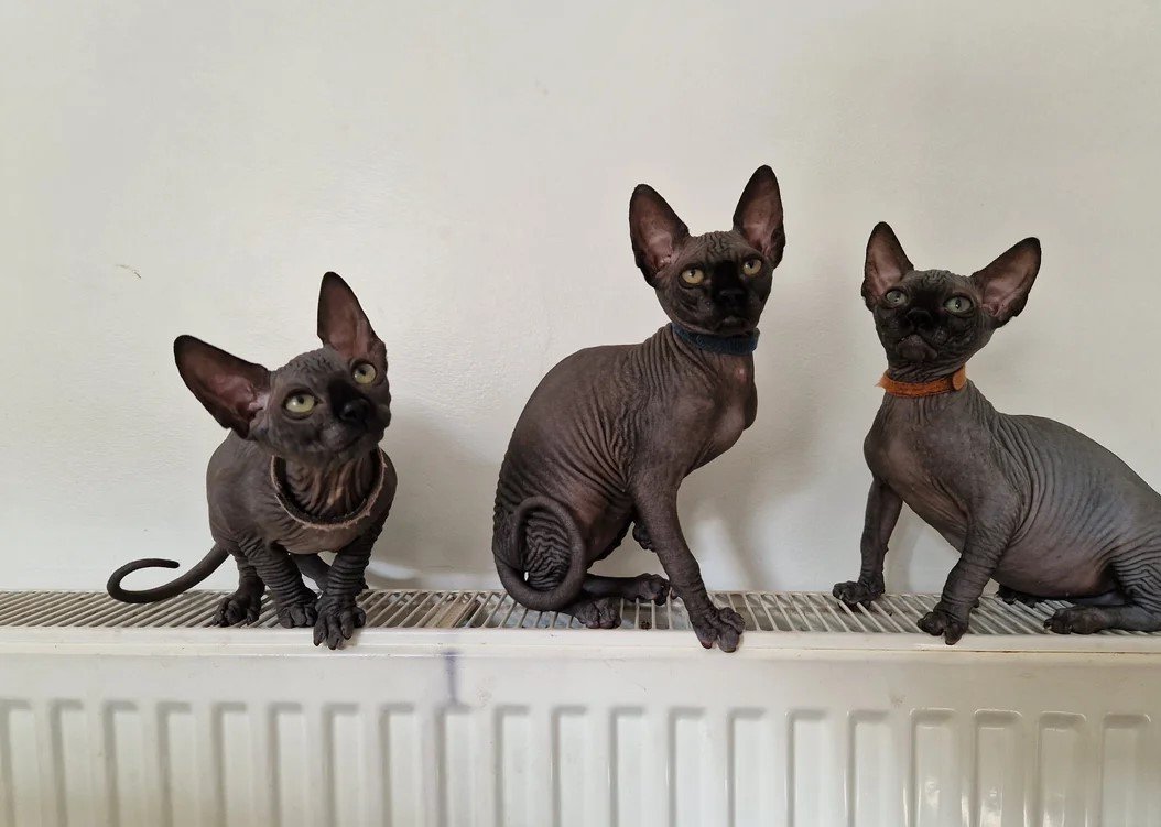 Cuccioli di Sphynx in vendita