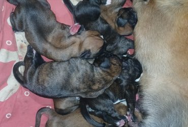 Cuccioli Boxer